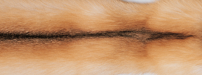 Kariert | Kaschmir, Fuchs | 130x200 cm