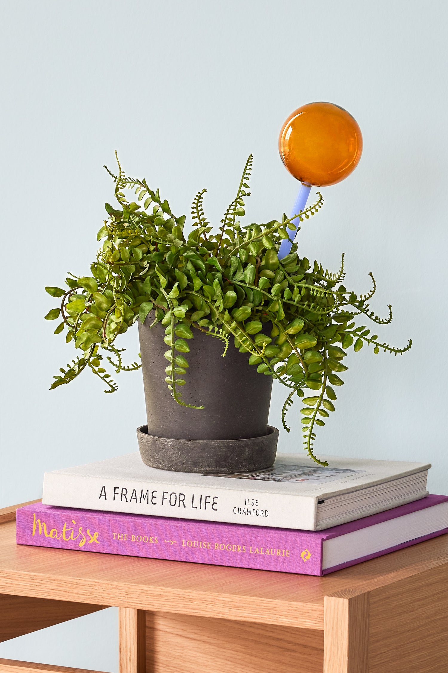 Flora Self -Wasserbernfarbe/Blau - 8x8xh27cm