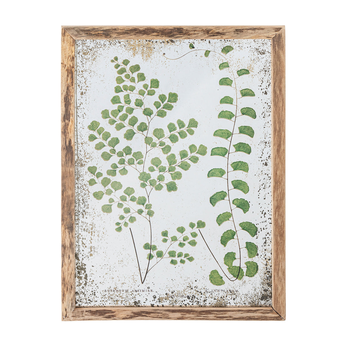 Kreative Sammlung Tipper Illustration mit Rahmen, Natur, Kiefer