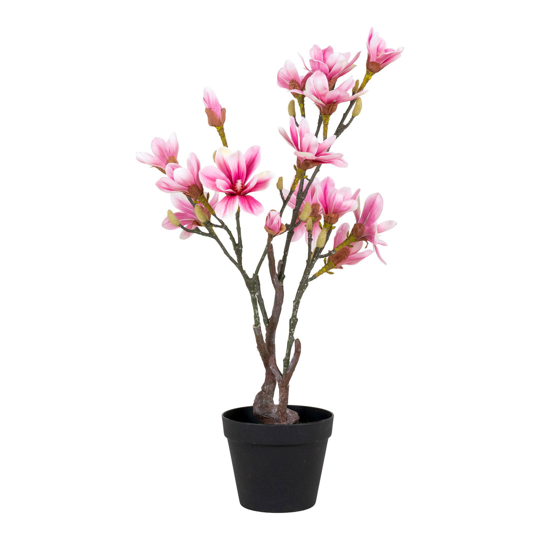 Magnolienbaum