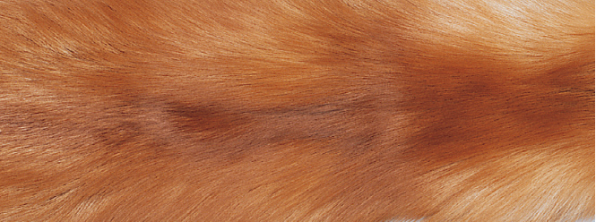 Teppich aus Fuchs | Rückseite aus Kaschmir |  70x230 cm