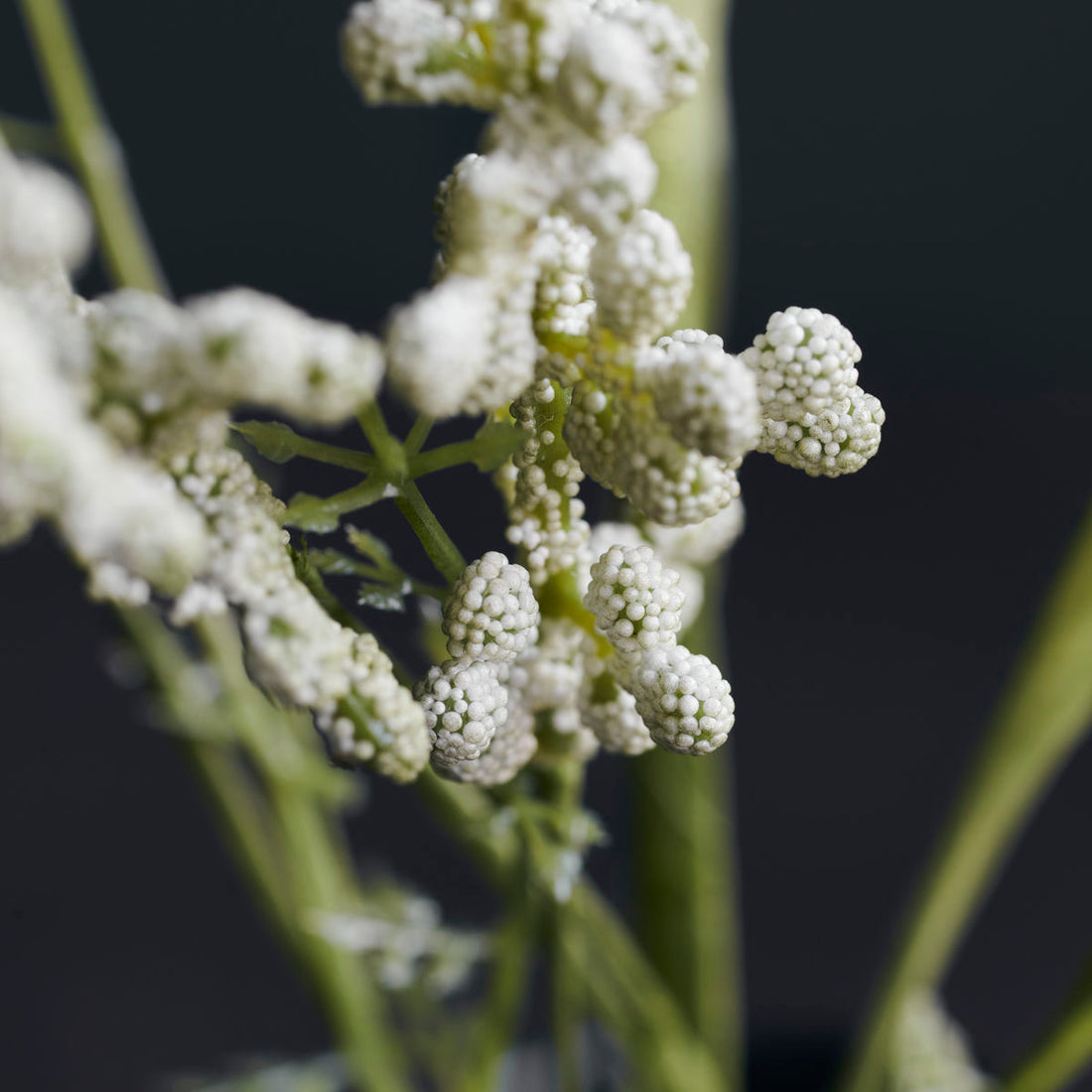 Hausarzt - Blume, Gypsophila, Weiß - L: 75 cm