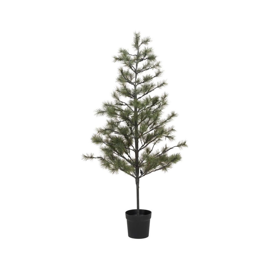 Hausarzt Weihnachtsbaum, Peuce, Natur