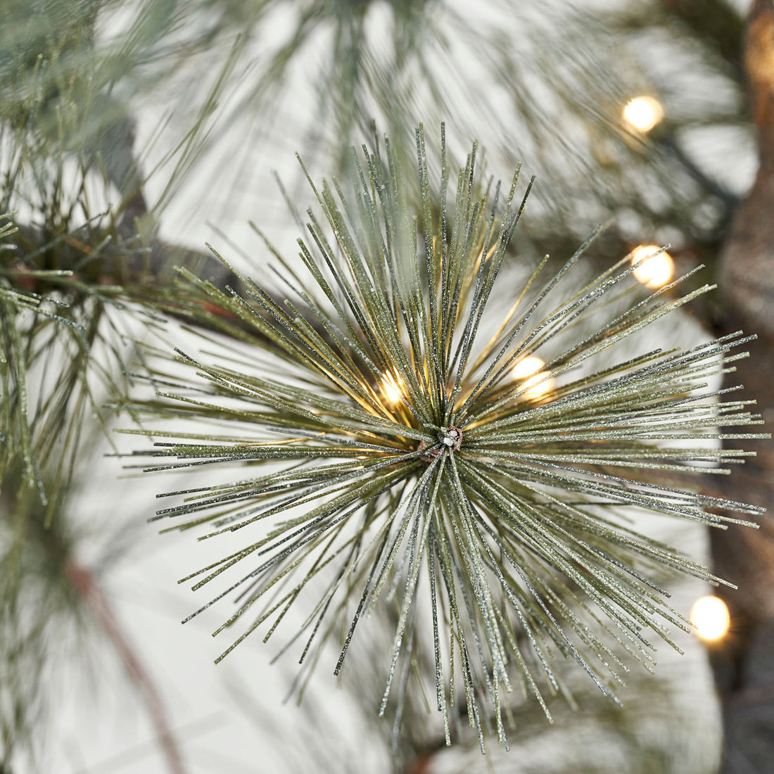 Hausarzt Weihnachtsbaum, Peuce, Natur