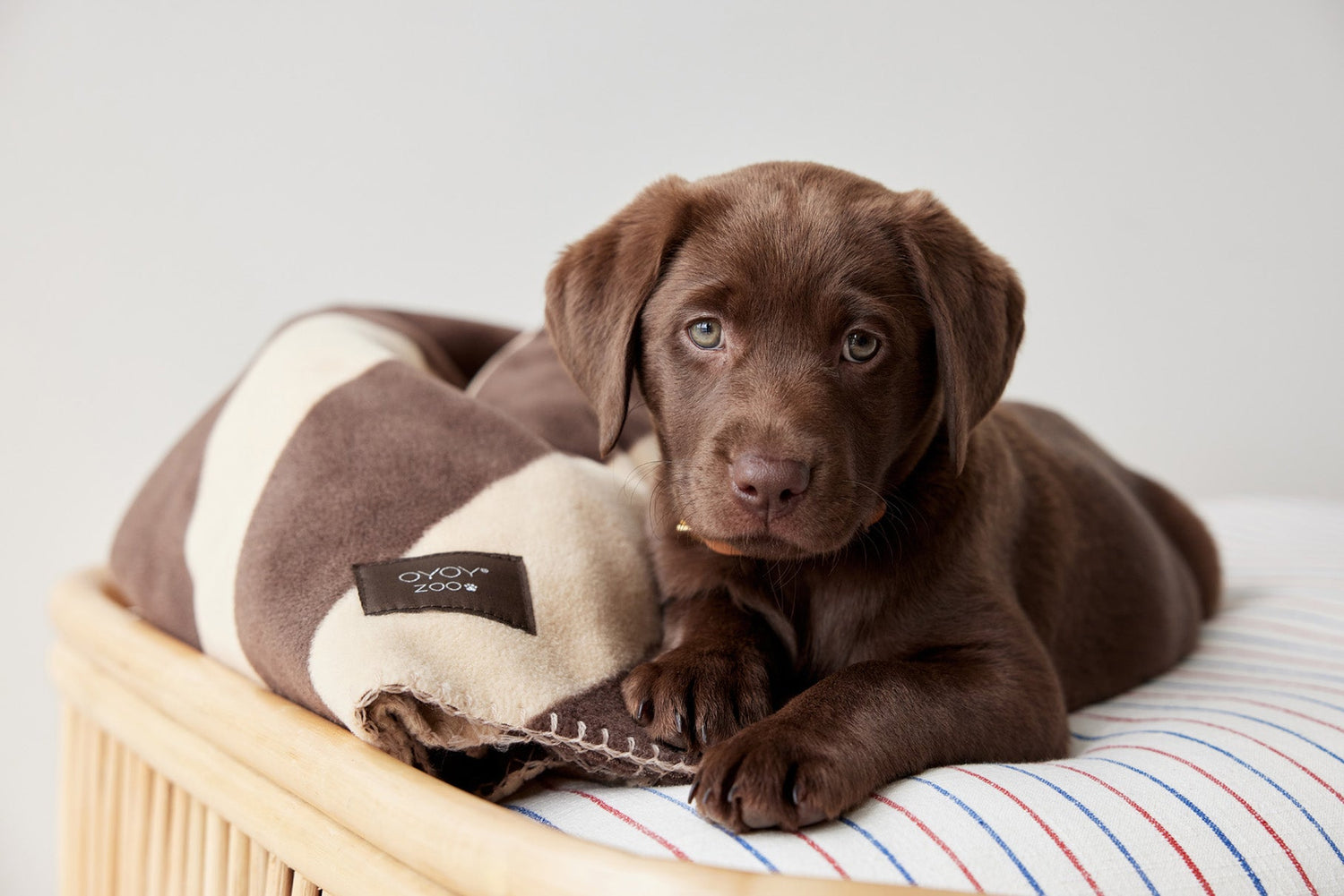 Oyoy Zoo Kaya Hundedecke - Medium