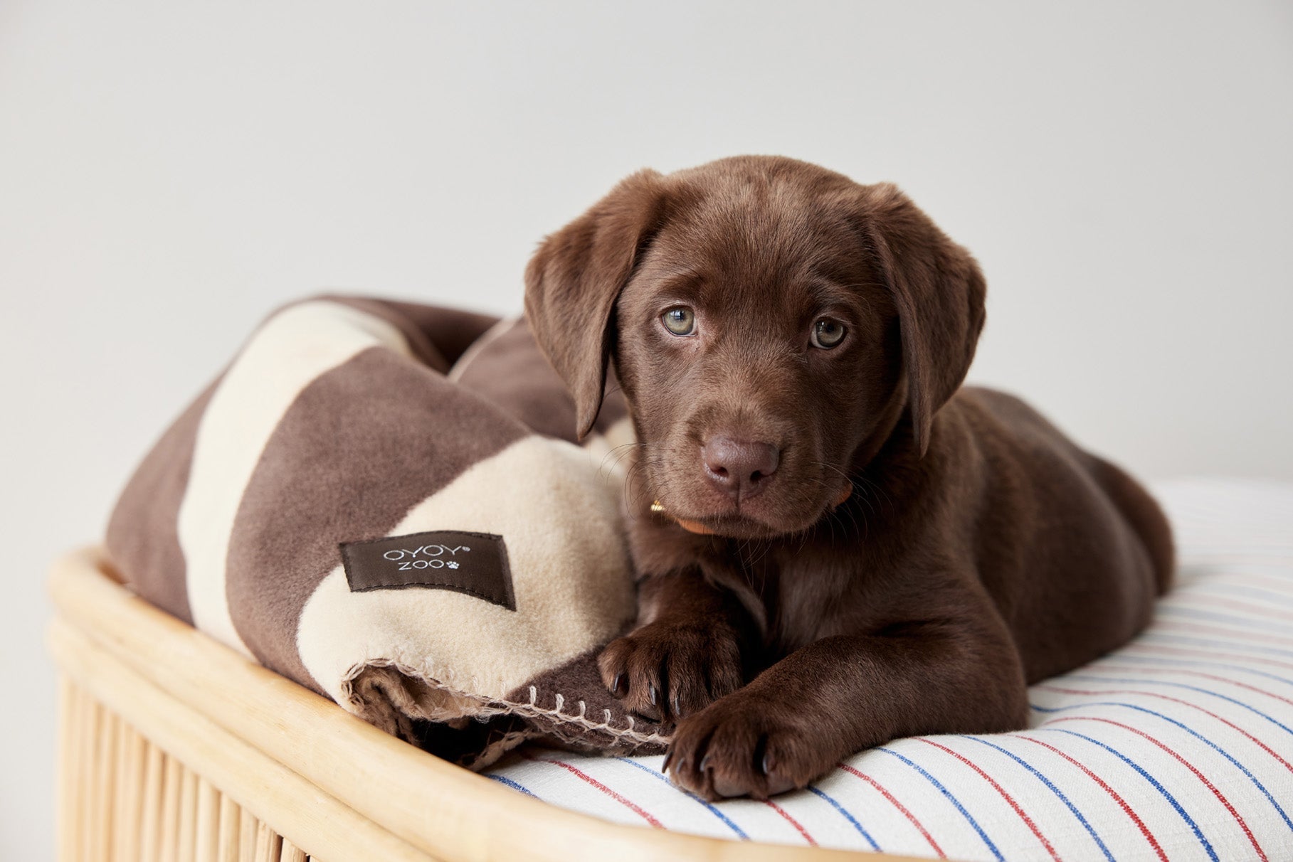 Oyoy Zoo Kaya Hundedecke - Medium